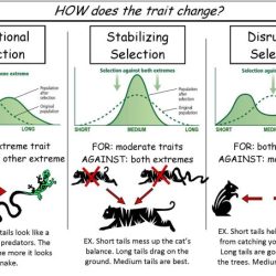 Patterns of natural selection worksheet