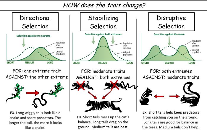 Patterns of natural selection worksheet