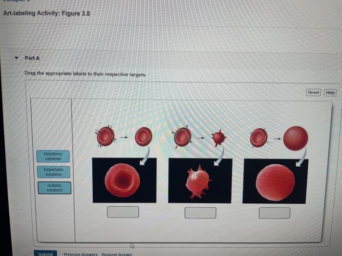 Art labeling activity figure 13.10c