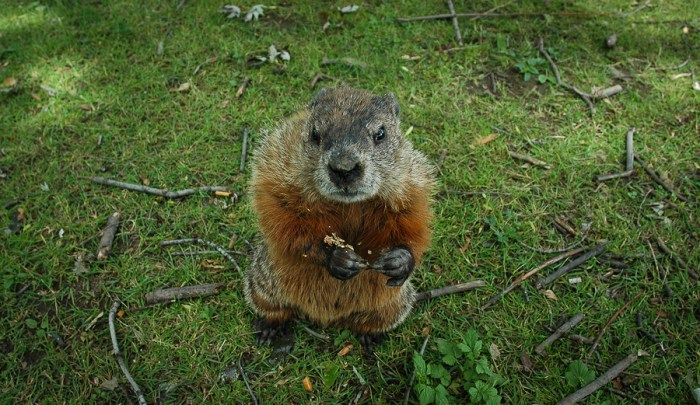 Groundhog day questions and answers