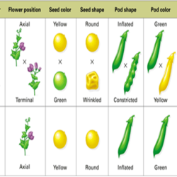 Mendel's pea plants worksheet answer key