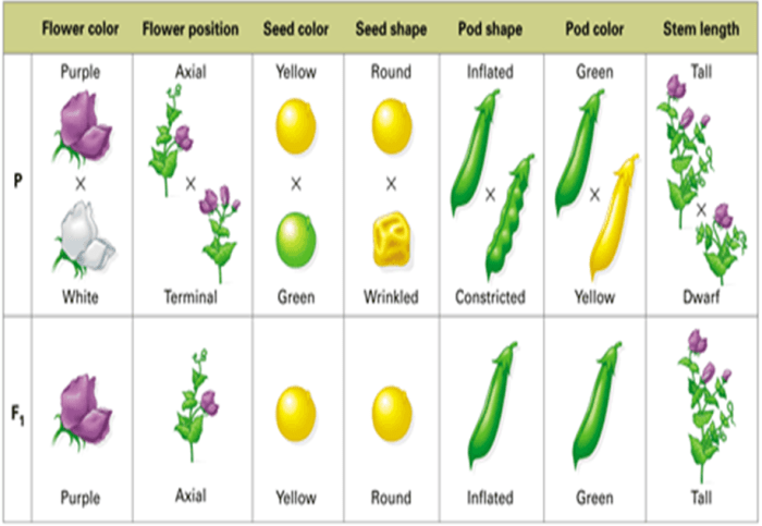 Mendel's pea plants worksheet answer key