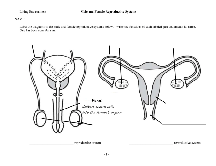 Section 39-3 the reproductive system answer key