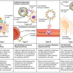 Hypersensitivity type delayed iv reactions fig