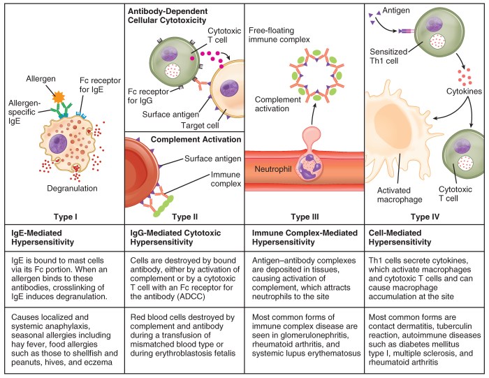 Hypersensitivity type delayed iv reactions fig