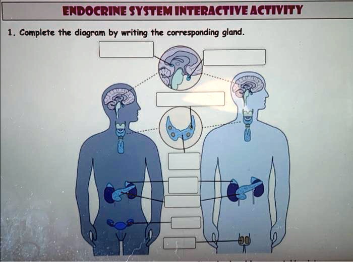 Endocrine system interactive activity answers