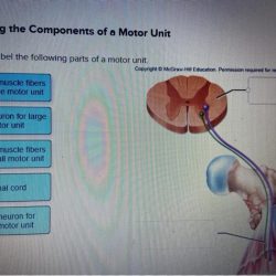 Correctly label the following parts of a motor unit