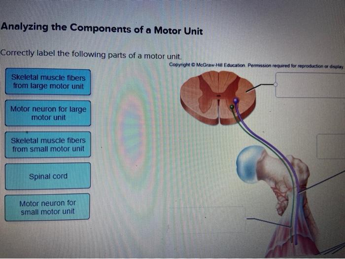 Correctly label the following parts of a motor unit