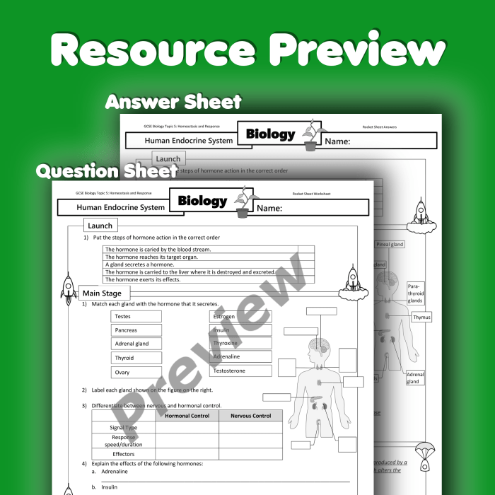 Endocrine system interactive activity answers