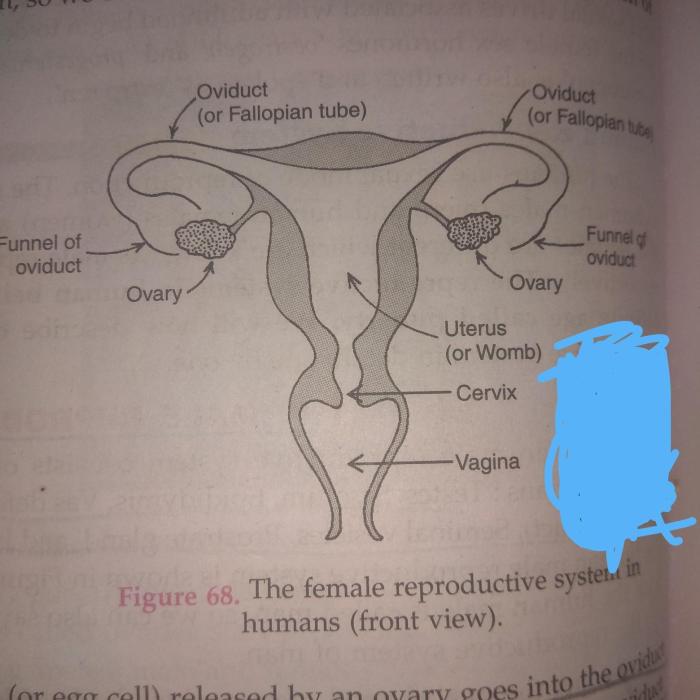 Section 39-3 the reproductive system answer key