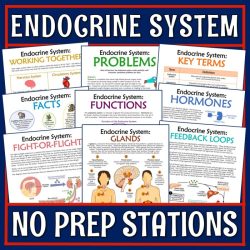 Endocrine system interactive activity answers