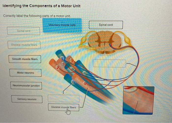 Correctly label the following parts of a motor unit