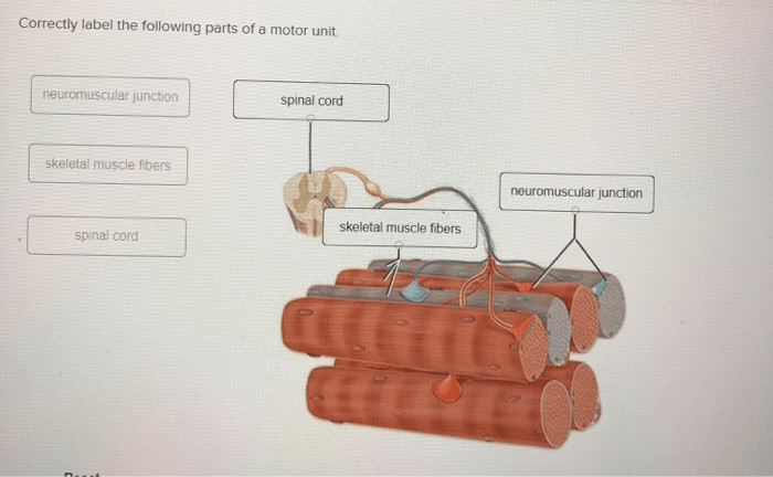 Neuron