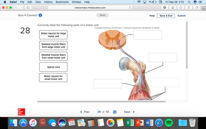 Motor system neuron anatomy physiology muscular unit muscle neurons body education neurology physical human spinal cord fiber fitness group amplifire